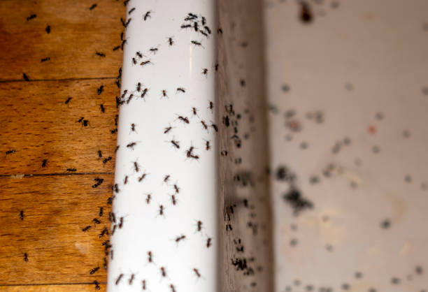 Best Bed Bug Extermination  in Vardaman, MS